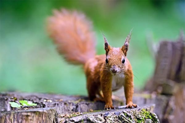 Ways Squirrels Damage Your House And How To Prevent It