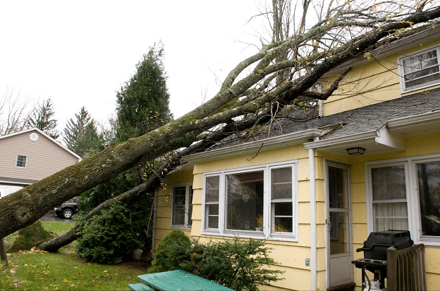 What You Should Do When a Large Tree Falls on Your Roof